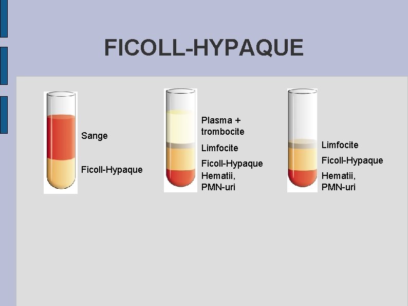 FICOLL-HYPAQUE Sange Ficoll-Hypaque Plasma + trombocite Limfocite Ficoll-Hypaque Hematii, PMN-uri 