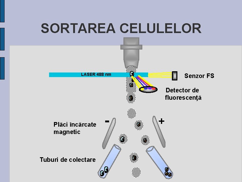 SORTAREA CELULELOR LASER 488 nm Senzor FS Detector de fluorescenţă Plăci încărcate magnetic Tuburi