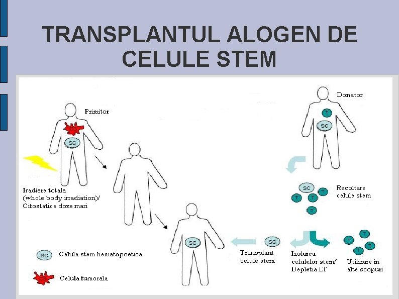 TRANSPLANTUL ALOGEN DE CELULE STEM TRANSPLANTUL ALOGEN DE CELULE STEM