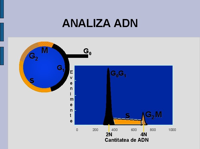ANALIZA ADN G 2 M G 0 G 1 s G 0 G 1