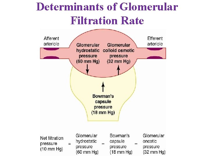 Determinants of Glomerular Filtration Rate 10 