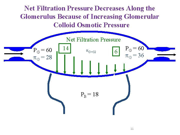 Net Filtration Pressure Decreases Along the Glomerulus Because of Increasing Glomerular Colloid Osmotic Pressure