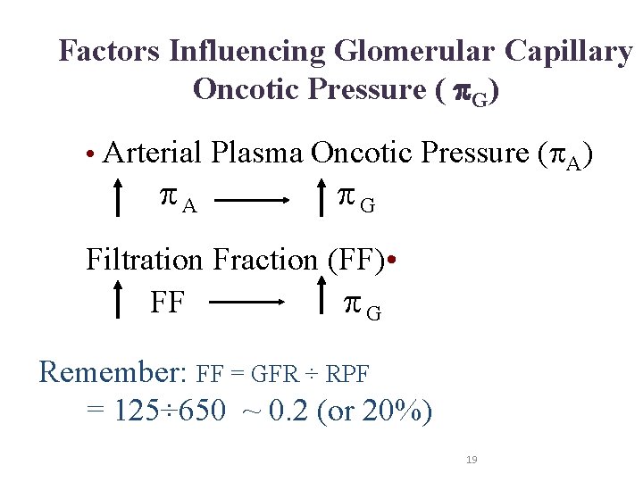 Factors Influencing Glomerular Capillary Oncotic Pressure ( G) • Arterial Plasma Oncotic Pressure (