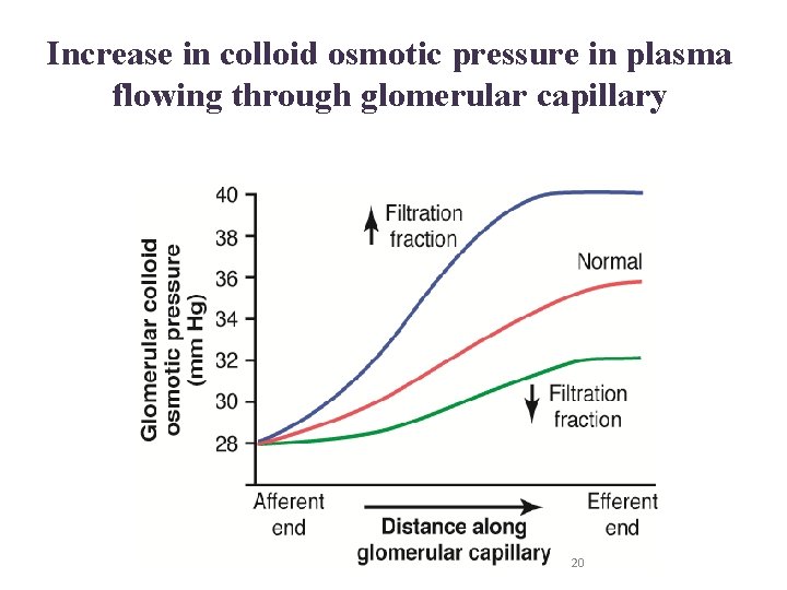 Increase in colloid osmotic pressure in plasma flowing through glomerular capillary 20 