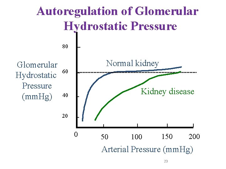 Autoregulation of Glomerular Hydrostatic Pressure 80 Glomerular Hydrostatic Pressure (mm. Hg) Normal kidney 60