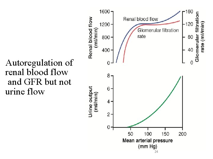Autoregulation of renal blood flow and GFR but not urine flow 24 
