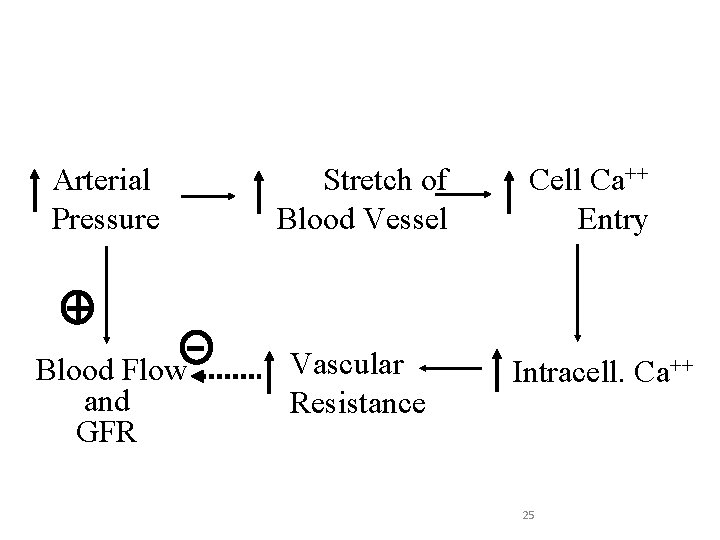 Myogenic Mechanism Arterial Pressure Stretch of Blood Vessel Blood Flow and GFR Vascular Resistance
