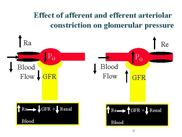 Effect of afferent and efferent arteriolar constriction on glomerular pressure Ra Re PG Blood