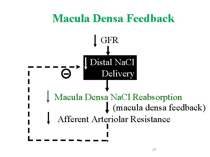 Macula Densa Feedback GFR Distal Na. Cl Delivery Macula Densa Na. Cl Reabsorption (macula