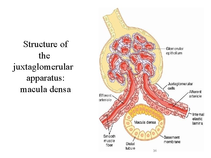 Structure of the juxtaglomerular apparatus: macula densa 34 