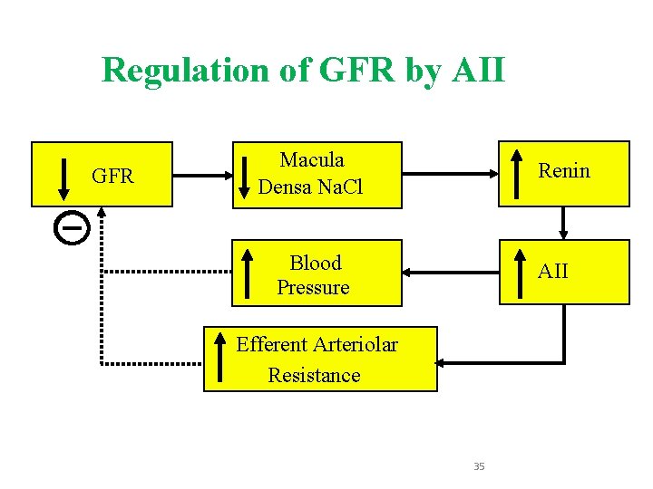 Regulation of GFR by AII GFR Macula Densa Na. Cl Renin Blood Pressure AII