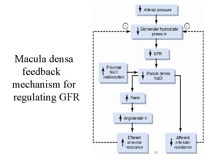 Macula densa feedback mechanism for regulating GFR 37 