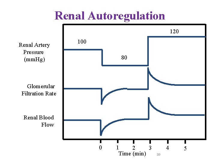 Renal Autoregulation 120 Renal Artery Pressure (mm. Hg) 100 80 Glomerular Filtration Rate Renal