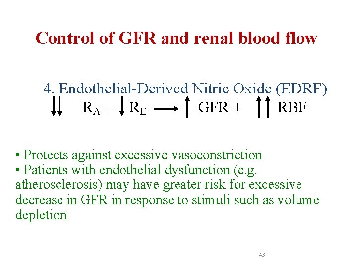 Control of GFR and renal blood flow 4. Endothelial-Derived Nitric Oxide (EDRF) RA +