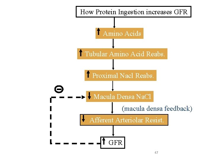 How Protein Ingestion increases GFR Amino Acids Tubular Amino Acid Reabs. Proximal Nacl Reabs.