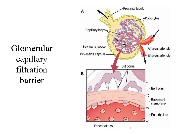 Glomerular capillary filtration barrier 6 