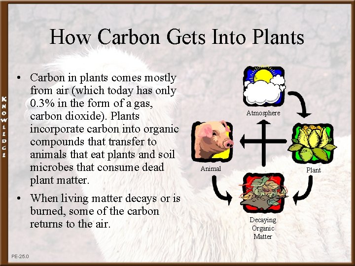 How Carbon Gets Into Plants • Carbon in plants comes mostly from air (which