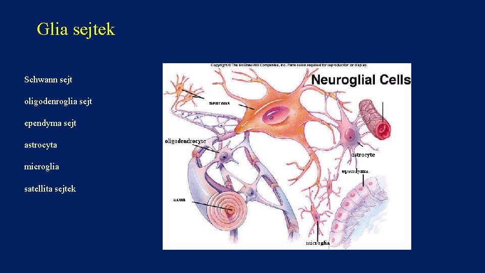 Glia sejtek Schwann sejt oligodenroglia sejt ependyma sejt astrocyta microglia satellita sejtek 