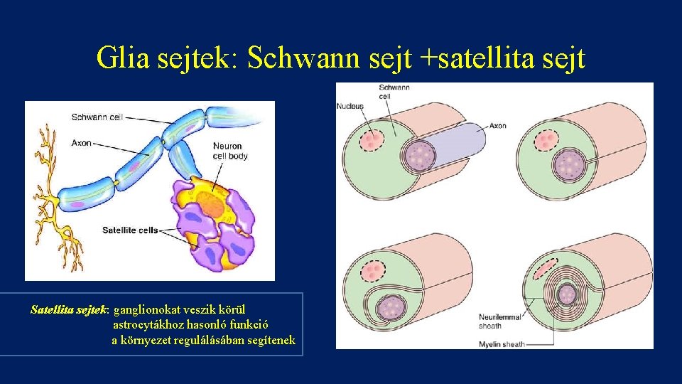 Glia sejtek: Schwann sejt +satellita sejt Satellita sejtek: ganglionokat veszik körül astrocytákhoz hasonló funkció