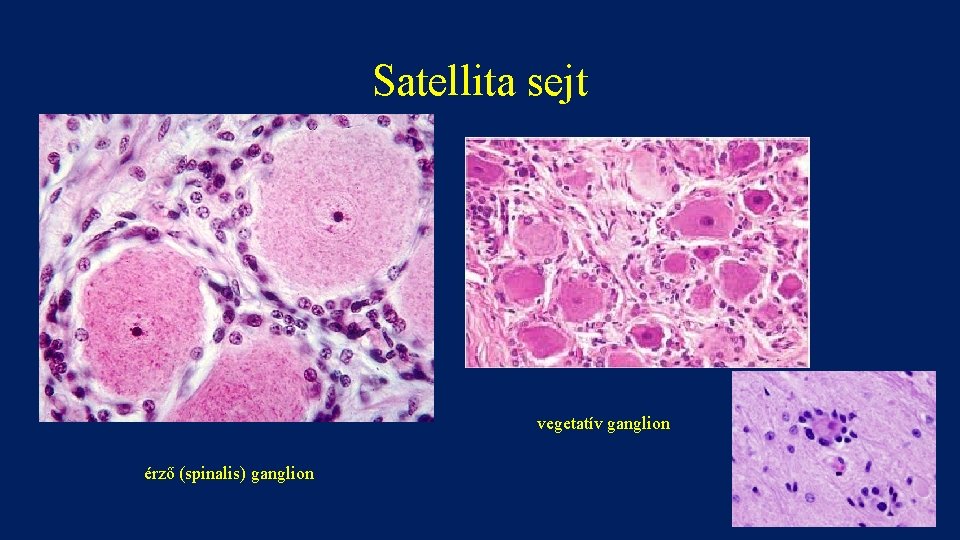 Satellita sejt vegetatív ganglion érző (spinalis) ganglion 