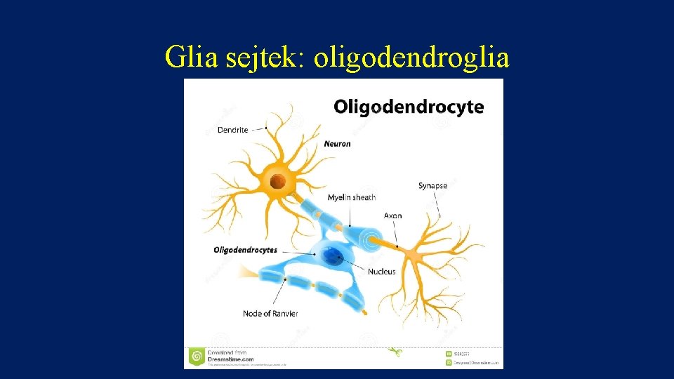 Glia sejtek: oligodendroglia 