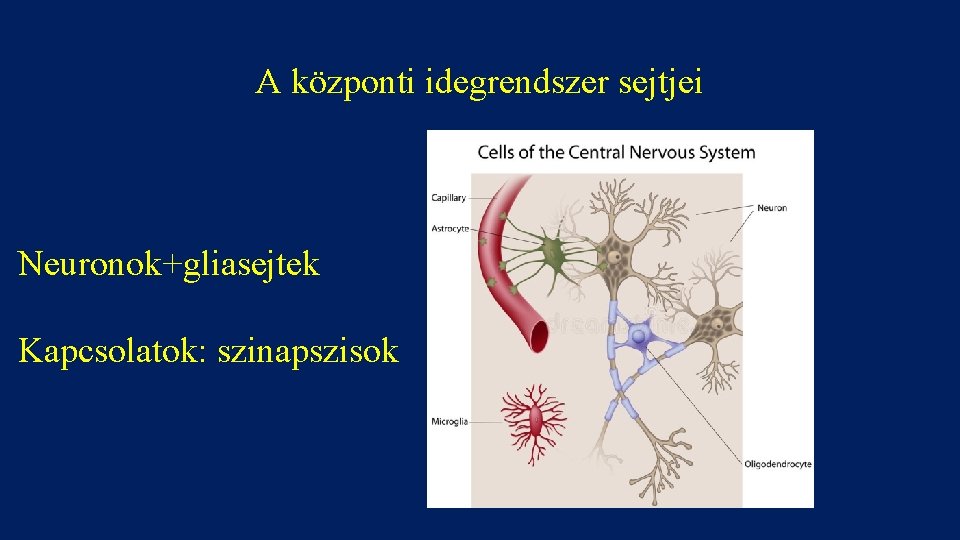 A központi idegrendszer sejtjei Neuronok+gliasejtek Kapcsolatok: szinapszisok 
