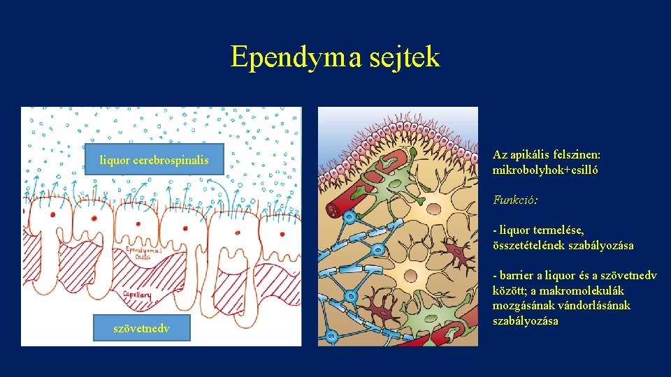 Ependyma sejtek liquor cerebrospinalis Az apikális felszinen: mikrobolyhok+csilló Funkció: - liquor termelése, összetételének szabályozása