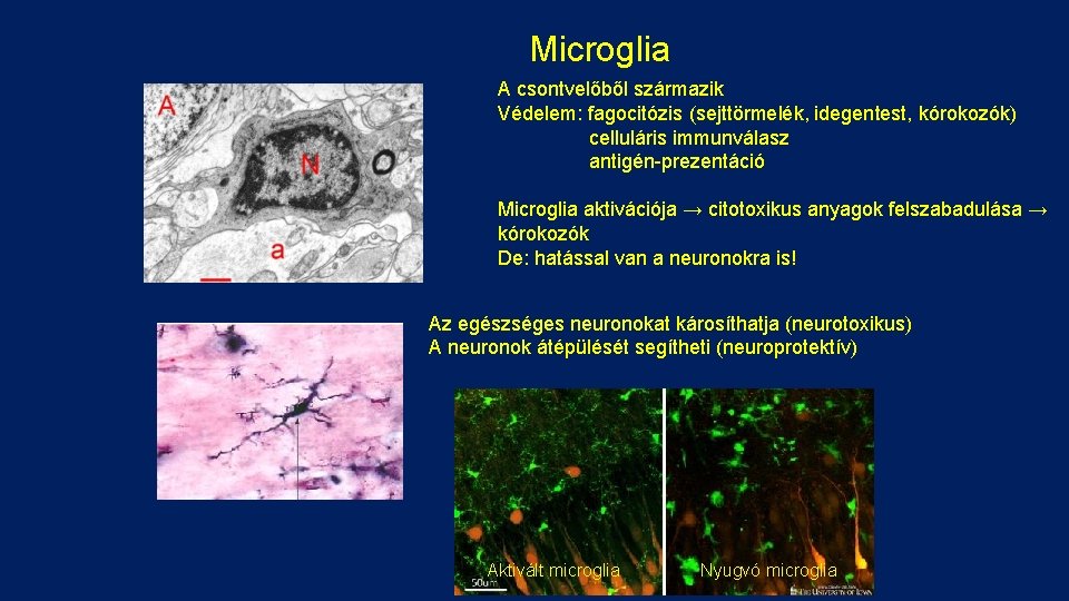Microglia A csontvelőből származik Védelem: fagocitózis (sejttörmelék, idegentest, kórokozók) celluláris immunválasz antigén-prezentáció Microglia aktivációja