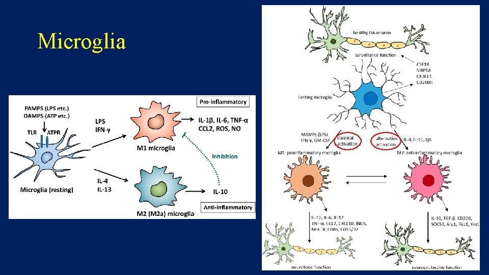 Microglia 