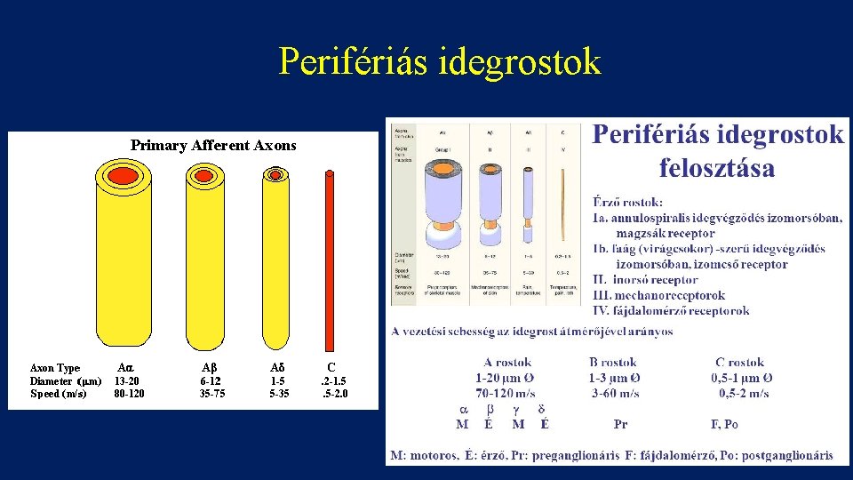 Perifériás idegrostok 