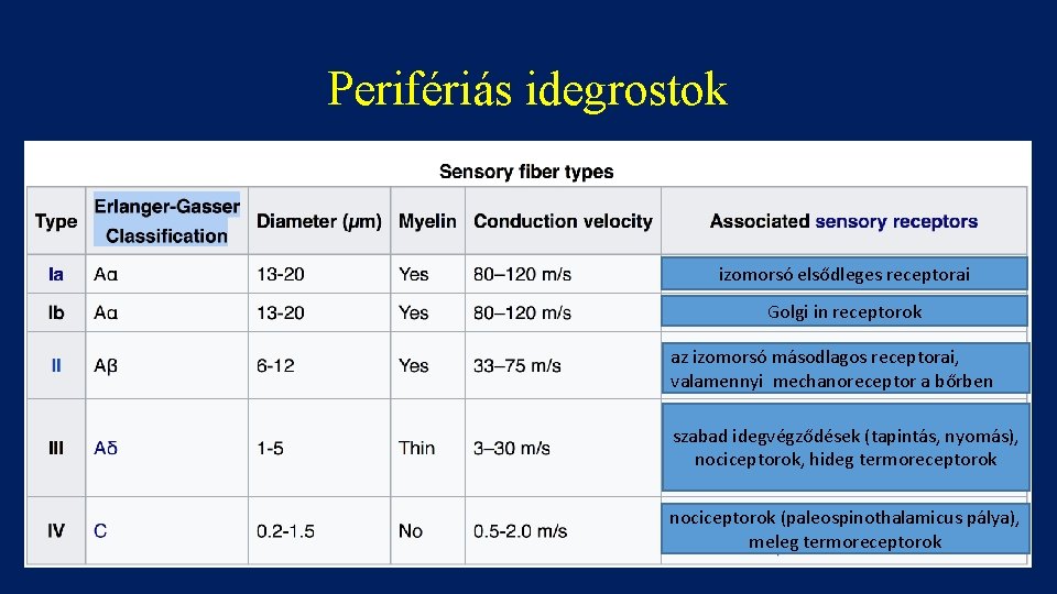 Perifériás idegrostok izomorsó elsődleges receptorai Golgi in receptorok az izomorsó másodlagos receptorai, valamennyi mechanoreceptor