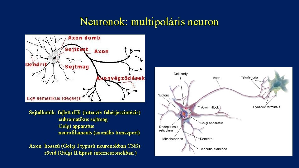 Neuronok: multipoláris neuron Sejtalkotók: fejlett r. ER (intenzív fehérjeszintézis) eukromatikus sejtmag Golgi apparatus neurofilaments