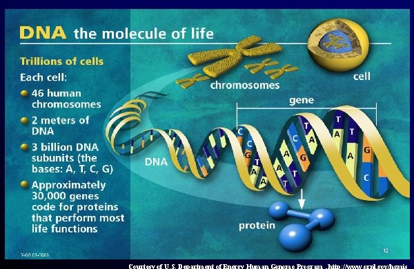 12 Courtesy of U. S. Department of Energy Human Genome Program , http: //www.