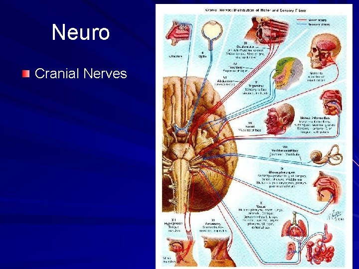 Neuro Cranial Nerves 