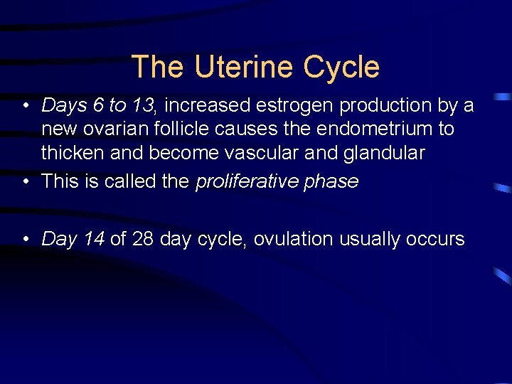The Uterine Cycle • Days 6 to 13, increased estrogen production by a new