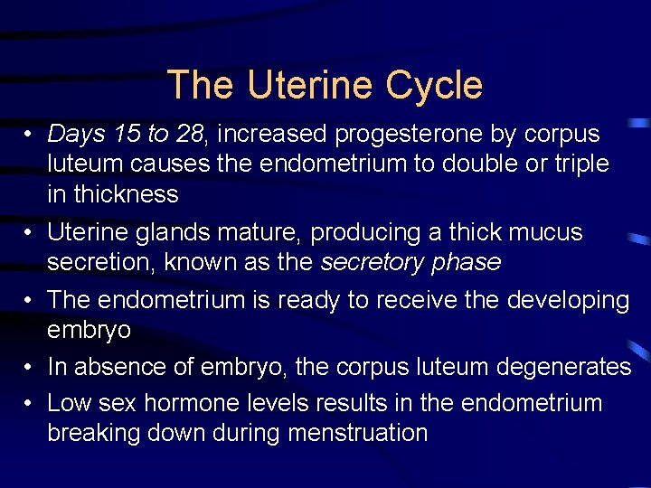 The Uterine Cycle • Days 15 to 28, increased progesterone by corpus luteum causes