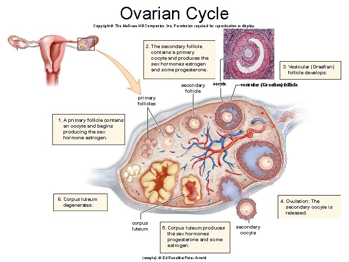 Ovarian Cycle Copyright © The Mc. Graw-Hill Companies, Inc. Permission required for reproduction or