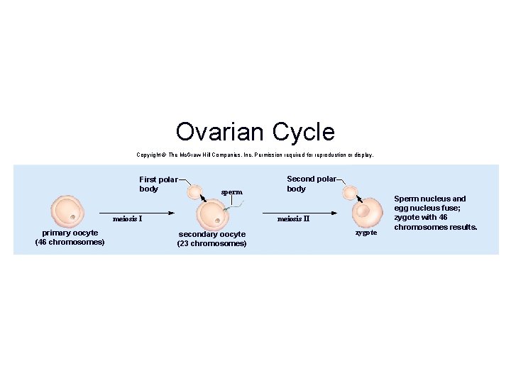 Ovarian Cycle Copyright © The Mc. Graw-Hill Companies, Inc. Permission required for reproduction or