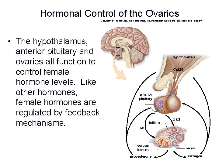 Hormonal Control of the Ovaries Copyright © The Mc. Graw-Hill Companies, Inc. Permission required