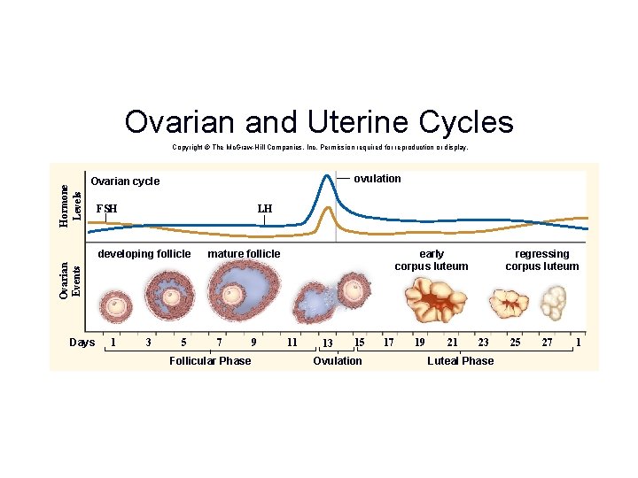 Ovarian and Uterine Cycles Hormone Levels Copyright © The Mc. Graw-Hill Companies, Inc. Permission