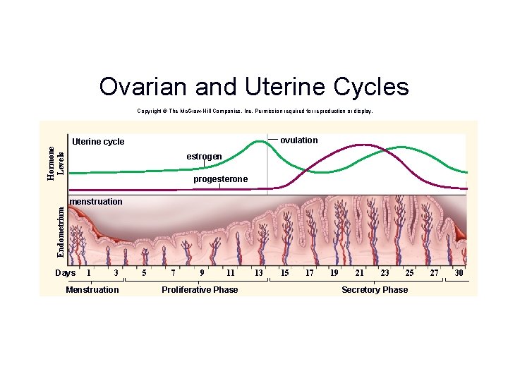 Ovarian and Uterine Cycles Copyright © The Mc. Graw-Hill Companies, Inc. Permission required for