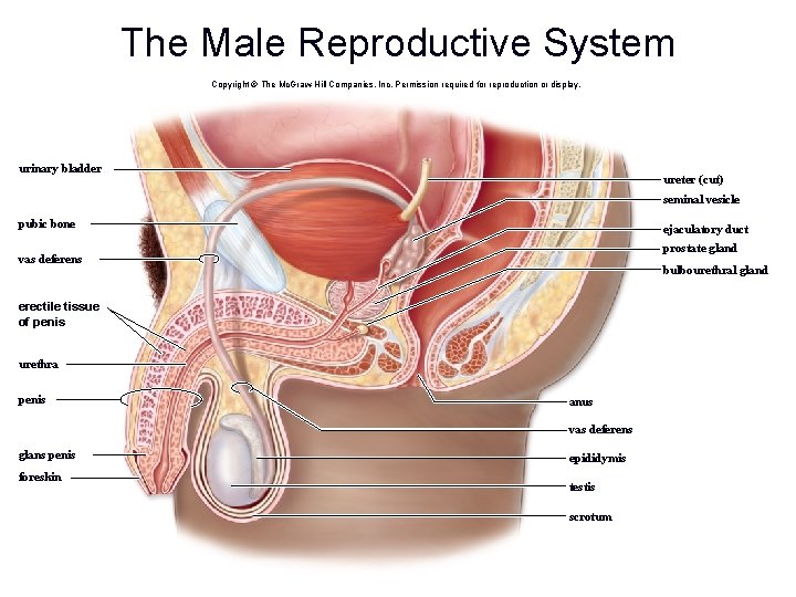 The Male Reproductive System Copyright © The Mc. Graw-Hill Companies, Inc. Permission required for