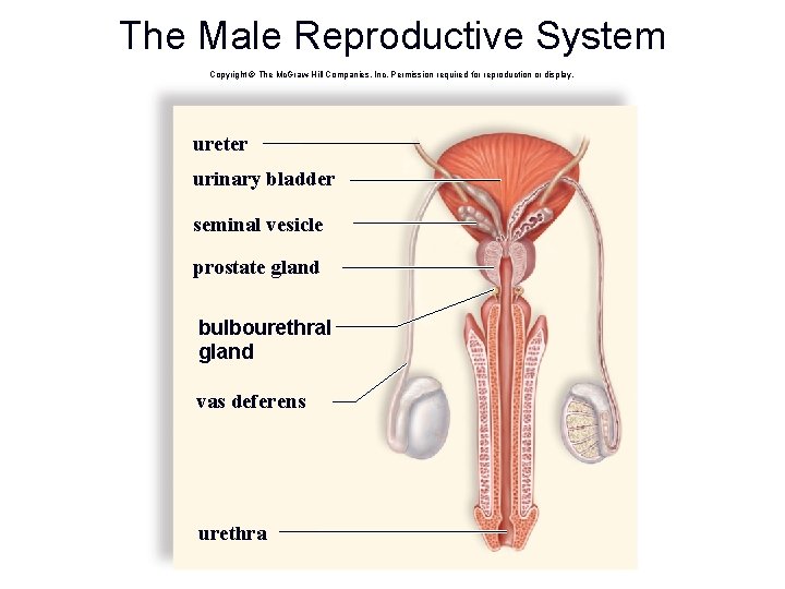 The Male Reproductive System Copyright © The Mc. Graw-Hill Companies, Inc. Permission required for