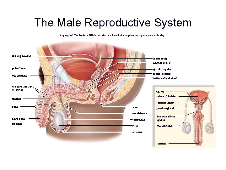 The Male Reproductive System Copyright © The Mc. Graw-Hill Companies, Inc. Permission required for