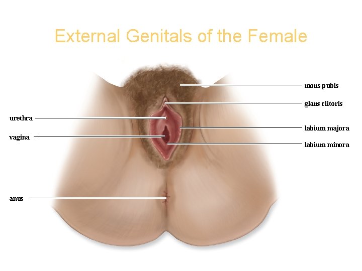 External Genitals of the Female Copyright © The Mc. Graw-Hill Companies, Inc. Permission required