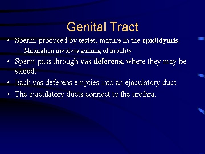 Genital Tract • Sperm, produced by testes, mature in the epididymis. – Maturation involves