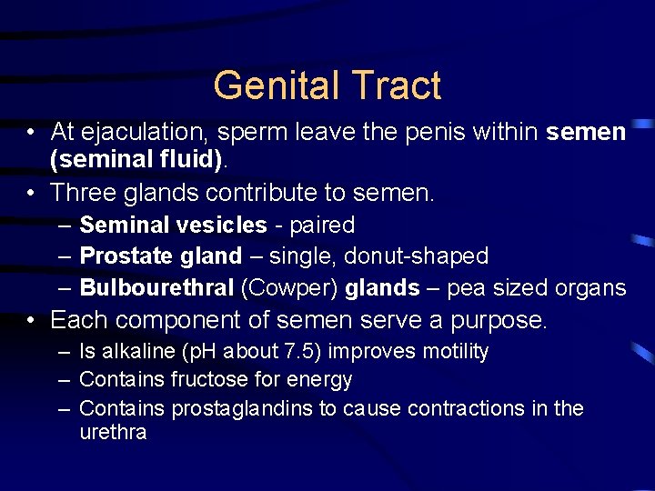 Genital Tract • At ejaculation, sperm leave the penis within semen (seminal fluid). •