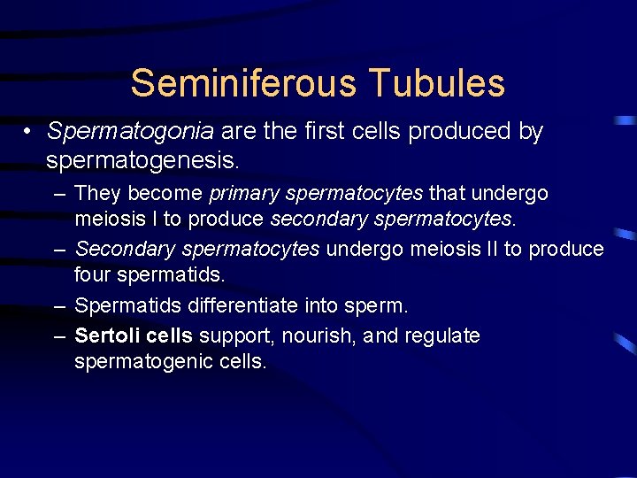 Seminiferous Tubules • Spermatogonia are the first cells produced by spermatogenesis. – They become