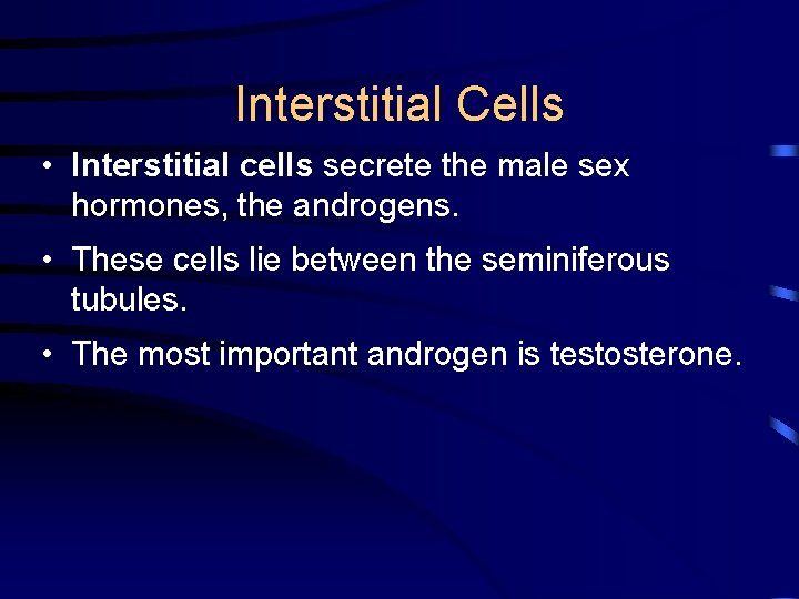Interstitial Cells • Interstitial cells secrete the male sex hormones, the androgens. • These