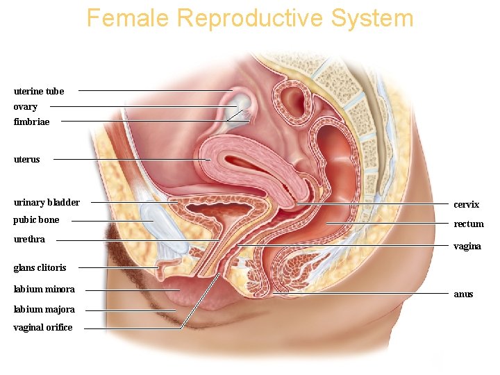 Female Reproductive System Copyright © The Mc. Graw-Hill Companies, Inc. Permission required for reproduction